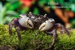 Spider Crab Sp. Blue, Neosarmatium Rotundifrons -Wassertierserien Geschäft Spider Crab Blue 9