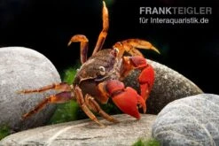 Spider Crab Sp. Extreme Red, Neosarmatium Cf. Meinerti -Wassertierserien Geschäft Spider Crab Red 12
