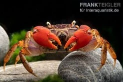 Spider Crab Sp. Extreme Red, Neosarmatium Cf. Meinerti -Wassertierserien Geschäft Spider Crab Red 14