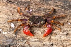 Spider Crab Sp. Extreme Red, Neosarmatium Cf. Meinerti -Wassertierserien Geschäft Spider Crab Red 3