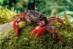 Spider Crab Sp. Extreme Red, Neosarmatium Cf. Meinerti -Wassertierserien Geschäft Spider Crab Red 5