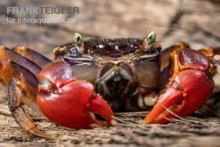 Spider Crab Sp. Extreme Red, Neosarmatium Cf. Meinerti -Wassertierserien Geschäft Spider Crab Red 7