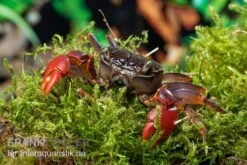 Spider Crab Sp. Extreme Red, Neosarmatium Cf. Meinerti -Wassertierserien Geschäft Spider Crab Red 8