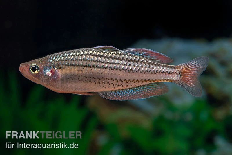 Starche-Creek-Regenbogenfisch, Melanotaenia Maccullochi "Starche Creek", 5 Tiere 2 Starche-Creek-Regenbogenfisch, Melanotaenia Maccullochi "Starche Creek", 5 Tiere – Bild 2