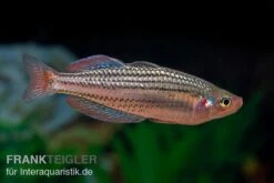 Starche-Creek-Regenbogenfisch, Melanotaenia Maccullochi "Starche Creek", 5 Tiere 7 Starche-Creek-Regenbogenfisch, Melanotaenia Maccullochi "Starche Creek", 5 Tiere -Wassertierserien Geschäft Starche Creek Regenbogenfisch Melanotaenia maccullochi Starche Creek 3