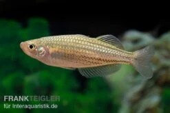 Starche-Creek-Regenbogenfisch, Melanotaenia Maccullochi "Starche Creek", 5 Tiere 8 Starche-Creek-Regenbogenfisch, Melanotaenia Maccullochi "Starche Creek", 5 Tiere -Wassertierserien Geschäft Starche Creek Regenbogenfisch Melanotaenia maccullochi Starche Creek 4