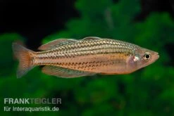 Starche-Creek-Regenbogenfisch, Melanotaenia Maccullochi "Starche Creek", 5 Tiere 9 Starche-Creek-Regenbogenfisch, Melanotaenia Maccullochi "Starche Creek", 5 Tiere -Wassertierserien Geschäft Starche Creek Regenbogenfisch Melanotaenia maccullochi Starche Creek 5