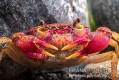 Lila Süßwasserkrabbe, Globithelphusa "indian Lilac" -Wassertierserien Geschäft Suesswasserkrabbe Globithelphusa indian lilac n3