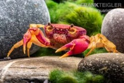 Lila Süßwasserkrabbe, Globithelphusa "indian Lilac" -Wassertierserien Geschäft Suesswasserkrabbe Globithelphusa indian lilac n4