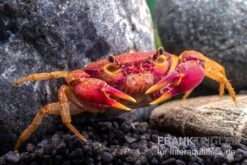 Lila Süßwasserkrabbe, Globithelphusa "indian Lilac" -Wassertierserien Geschäft Suesswasserkrabbe Globithelphusa indian lilac n5