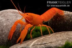 Superorangener Aprikosenkrebs, Cherax Cf. Holthuisi