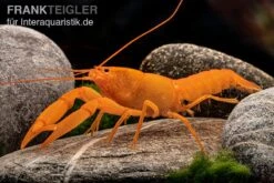 Superorangener Aprikosenkrebs, Cherax Cf. Holthuisi -Wassertierserien Geschäft Superorangener Aprikosenkrebs Cherax cf holthuisi 05