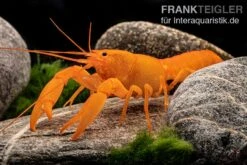 Superorangener Aprikosenkrebs, Cherax Cf. Holthuisi -Wassertierserien Geschäft Superorangener Aprikosenkrebs Cherax cf holthuisi 07