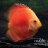 Diskusfisch ASIA-NZ, Symphysodon Discus Red Velvet