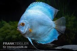 Diskusfisch ASIA-NZ, Symphysodon Discus Blue Sapphire