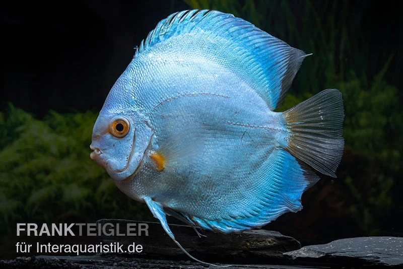 Diskusfisch ASIA-NZ, Symphysodon Discus Blue Sapphire 1 Diskusfisch ASIA-NZ, Symphysodon Discus Blue Sapphire
