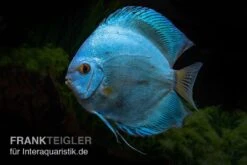 Wassertierserien Geschäft -Wassertierserien Geschäft Symphysodon aequifasciatus Blue Sapphire 13