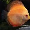 Diskusfisch ASIA-NZ, Symphysodon Discus Pigeon Pearl