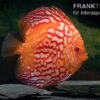 Diskusfisch ASIA-NZ, Symphysodon Discus Red Stone (Fire Stone)
