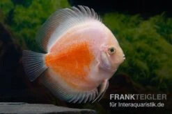 Diskusfisch ASIA-NZ, Symphysodon Discus Red White