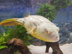 Nilkugelfisch, Tetraodon Fahaka (lineatus) -Wassertierserien Geschäft Tetraodon fahaka 1