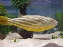 Nilkugelfisch, Tetraodon Fahaka (lineatus) -Wassertierserien Geschäft Tetraodon fahaka 2
