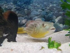 Nilkugelfisch, Tetraodon Fahaka (lineatus) -Wassertierserien Geschäft Tetraodon fahaka 3