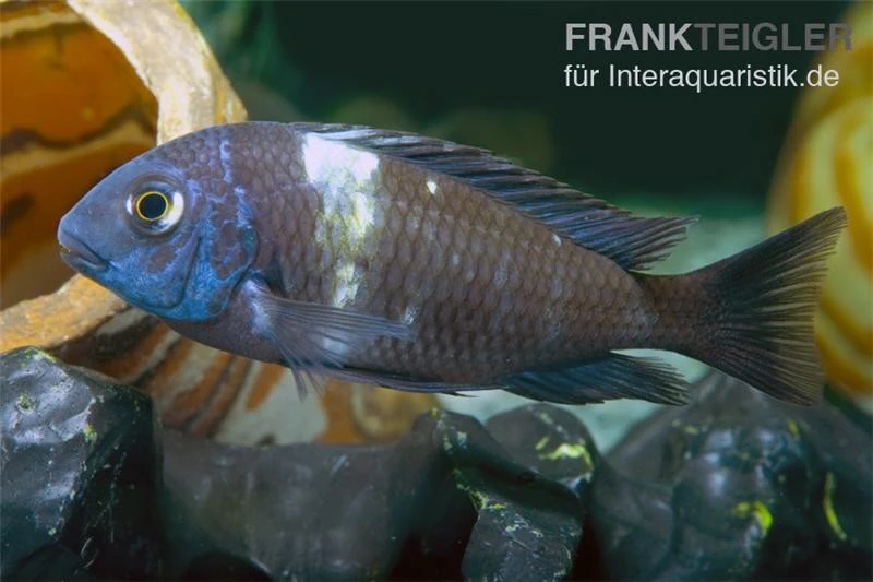 Brabantbuntbarsch, Tropheus Duboisi Maswa "Weisspunkt", DNZ 1 Brabantbuntbarsch, Tropheus Duboisi Maswa "Weisspunkt", DNZ