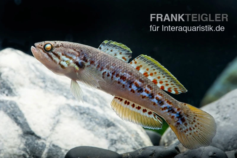 Tüpfelgrundel, Mogurnda Mogurnda 1 Tüpfelgrundel, Mogurnda Mogurnda