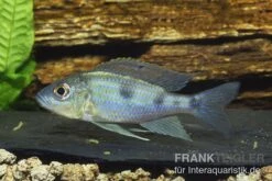 Uferbuntbarsch, Aulonocranus Dewindti, DNZ