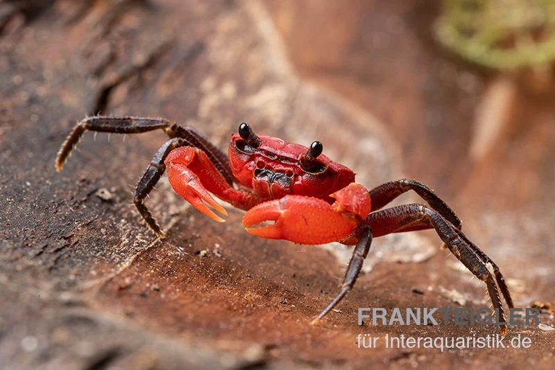 Wasserfall-Krabbe, Phricothelphusa Limula 1 Wasserfall-Krabbe, Phricothelphusa Limula