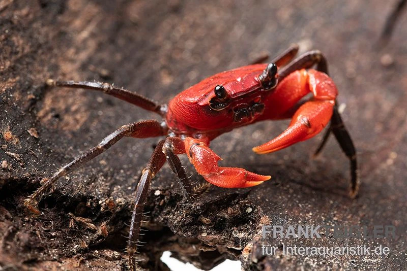 Wasserfall-Krabbe, Phricothelphusa Limula 2 Wasserfall-Krabbe, Phricothelphusa Limula – Bild 2