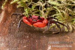 Wasserfall-Krabbe, Phricothelphusa Limula 5 Wasserfall-Krabbe, Phricothelphusa Limula -Wassertierserien Geschäft Wasserfall Krabbe Phricothelphusa limula 3