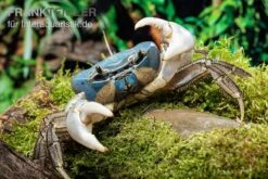 Weihnachtsinsel-Krabbe, Discoplax Celeste