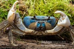 Weihnachtsinsel-Krabbe, Discoplax Celeste -Wassertierserien Geschäft Weihnachtsinsel Krabbe Discoplax celeste 3