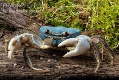 Weihnachtsinsel-Krabbe, Discoplax Celeste -Wassertierserien Geschäft Weihnachtsinsel Krabbe Discoplax celeste 4