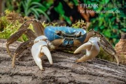 Weihnachtsinsel-Krabbe, Discoplax Celeste -Wassertierserien Geschäft Weihnachtsinsel Krabbe Discoplax celeste 5