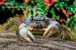 Weihnachtsinsel-Krabbe, Discoplax Celeste -Wassertierserien Geschäft Weihnachtsinsel Krabbe Discoplax celeste 6