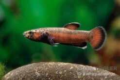 Weißsaum-Zwergkampffisch "Sebuku", Betta Albimarginata "Sebuku" -Wassertierserien Geschäft Weisssaum Zwergkampffisch Sebuku Betta albimarginata Sebuku 3