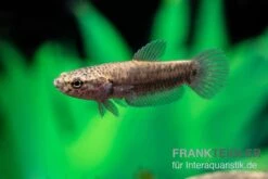 Weißsaum-Zwergkampffisch "Sebuku", Betta Albimarginata "Sebuku" -Wassertierserien Geschäft Weisssaum Zwergkampffisch Sebuku Betta albimarginata Sebuku 4