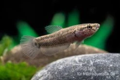 Weißsaum-Zwergkampffisch "Sebuku", Betta Albimarginata "Sebuku" -Wassertierserien Geschäft Weisssaum Zwergkampffisch Sebuku Betta albimarginata Sebuku 5