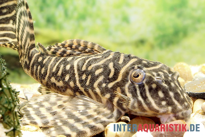 Yellow Zebra Catfish, L401, Hypancistrus Sp. 2 Yellow Zebra Catfish, L401, Hypancistrus Sp. – Bild 2