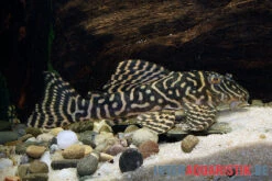 Yellow Zebra Catfish, L401, Hypancistrus Sp. 6 Yellow Zebra Catfish, L401, Hypancistrus Sp. -Wassertierserien Geschäft Yellow Zebra Catfish L401 Hypancistrus sp 3