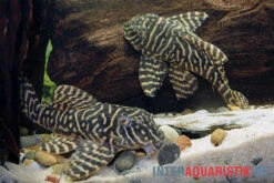 Yellow Zebra Catfish, L401, Hypancistrus Sp. 7 Yellow Zebra Catfish, L401, Hypancistrus Sp. -Wassertierserien Geschäft Yellow Zebra Catfish L401 Hypancistrus sp 4