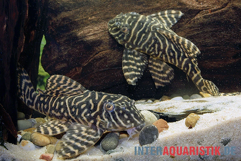 Yellow Zebra Catfish, L401, Hypancistrus Sp. 4 Yellow Zebra Catfish, L401, Hypancistrus Sp. – Bild 4