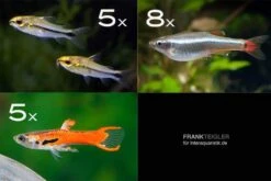 Zierfisch-Sortiment Hartwasser Für 60 Cm