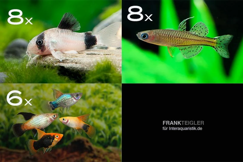 Zierfisch-Sortiment Hartwasser Für 80 Cm 1 Zierfisch-Sortiment Hartwasser Für 80 Cm