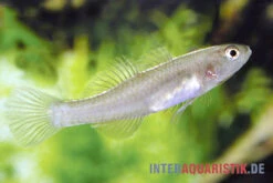 Zitronengrundel, Mugilogobius Rexi (Minifisch) -Wassertierserien Geschäft Zitronengrundel 1 Paar Mugilogobius rexi Minifisch 2
