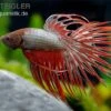Crown Tail Kampffisch Red Dragon, Männchen, Betta Splendens