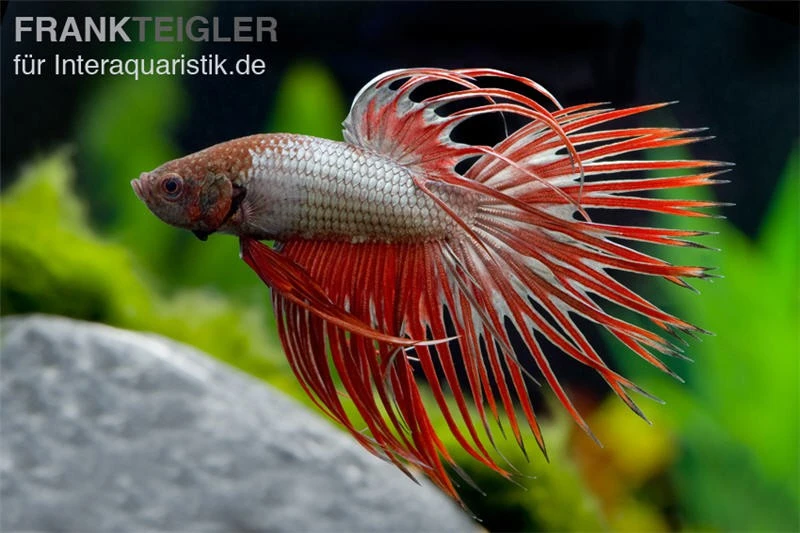 Crown Tail Kampffisch Red Dragon, Männchen, Betta Splendens 1 Crown Tail Kampffisch Red Dragon, Männchen, Betta Splendens